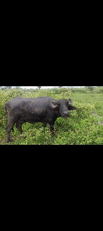 ભેંસ વેસવાની છે