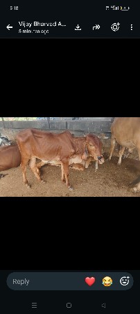 દેશી વાછરડી