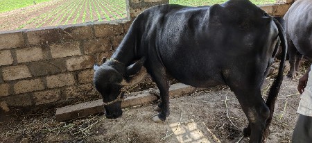 vesavani
