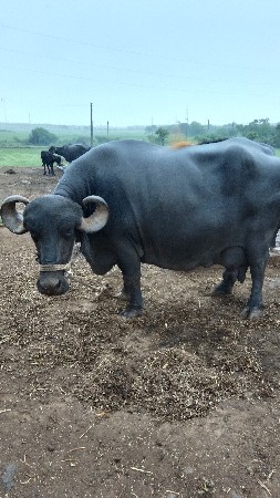 ભેંશ વેચવાની છે
