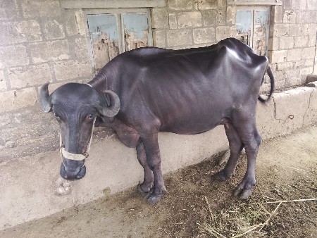 ભેંશ વેચાવા  ની છે