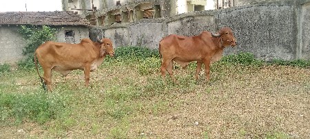 Junagarh Jila besan Taluka
