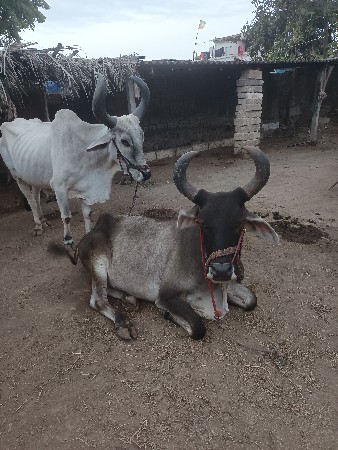 વેચી નાખવાના છે