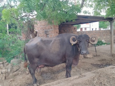 ભેંસ વેચવાની છે 
૩ વેતર છે 
૧૦ વ