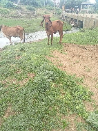 ગીર