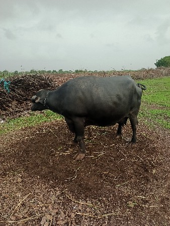 ભેંસ વેચવાની છે