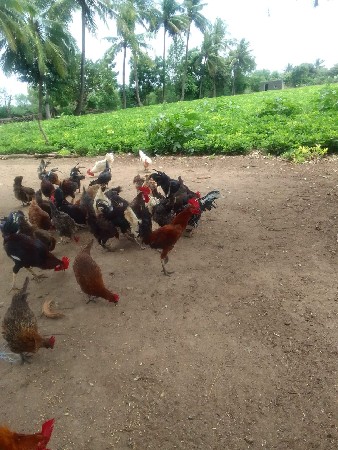 મરઘા વેચવાના છે બાવા

મરઘા વેચવાના