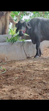 ભંગર  ભેંશ વેચવાની છે..