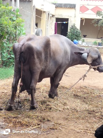 ભેંસ વેચવાની છે 3 વેતર