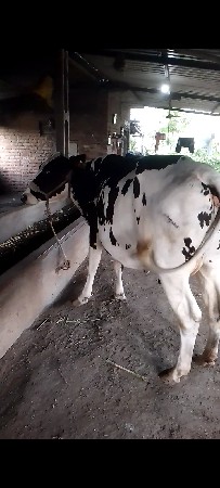 વેચવાની છે