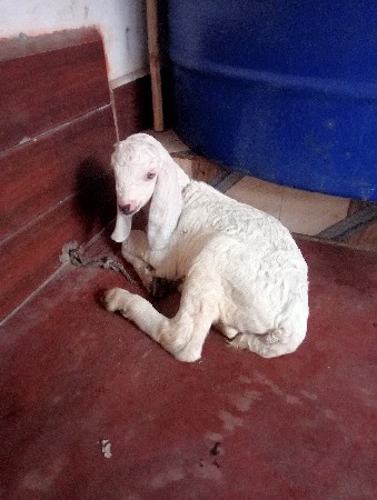 બકરો