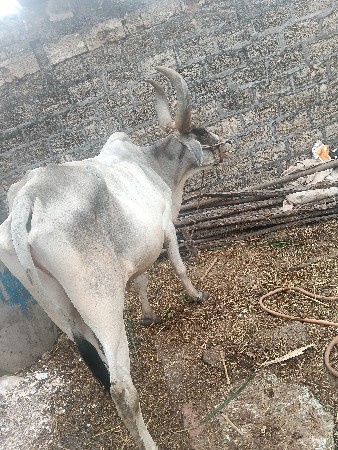 બળદ દેવાના છે