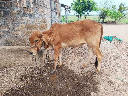 બે વર્ષ ની ગીર ગાય ની વાછડી છે