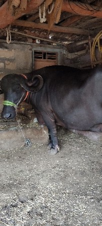 બીજું વેતર છે
