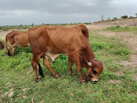 ગીર ખૂટ વેચવાનો છે.