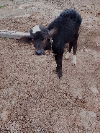 વેચવાની છે