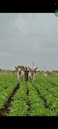 ગોઢલા વેચવા ના છે