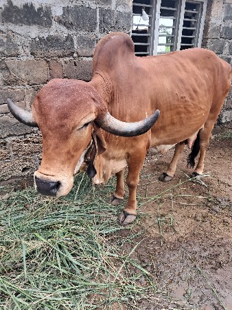 ગીર ગાય વેસવાની છે