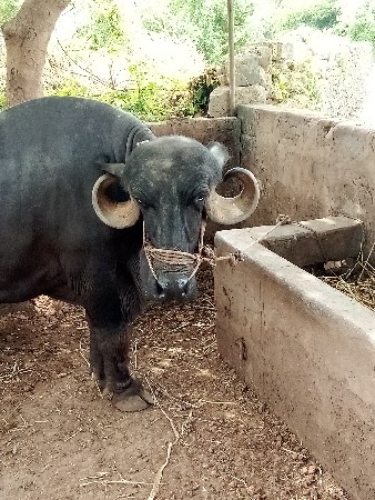 પારેટી ભેંશ છે જાફરાબાદ