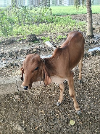 vachdi