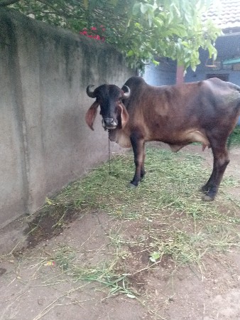 ગીર ગાય આપવા ની છે