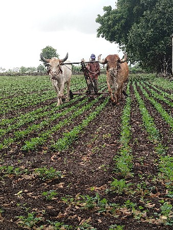 બળદ વેચવાના છે