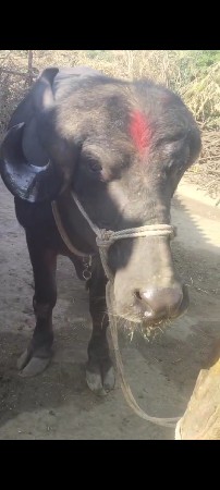 જાફરાબાદી ખળેલી વેસવાની સે