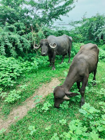 આ ભેંસ વેચવાની છે