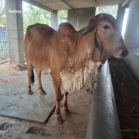 ઞીર ઞાય