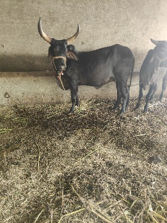 કાળી ગાય ગાભણ