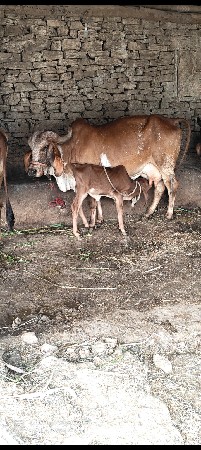 ગીર હોટકી વેચવાની છે