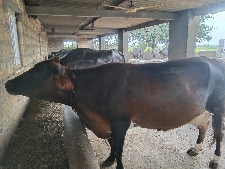 ગાય વેચવા ની શે