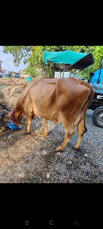 ગીર ક્રોસ