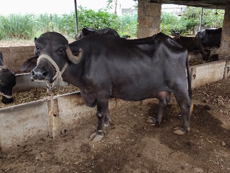 ભેંસ વેચવા ની છે