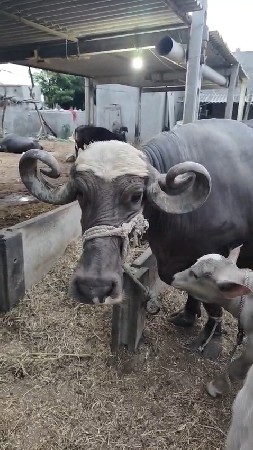 ભેંશ વેચવાની સે