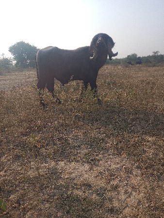 પાડો