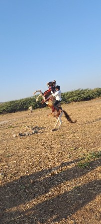 ઘોડી લેવાની છે