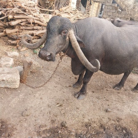 આ ભેંસ વેચવાની છે