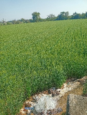 ખેતી ની જમીન વહેંચવા ની છે