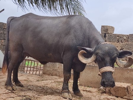 2 જુવેતર