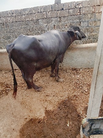 ભેસવેસવાનીસે