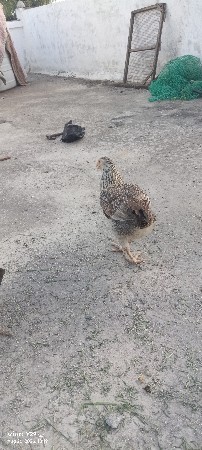 આ અસીલ મુરઘી દેવાની છે