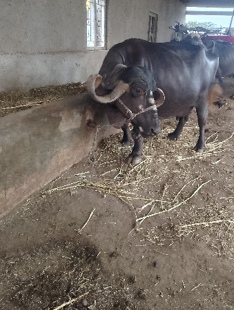 ભેસ વેચવાની છે