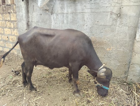 ભેંસ વેચવાની છે