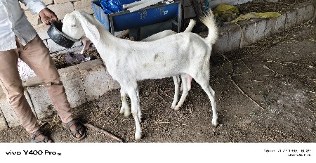 sojat gulabi