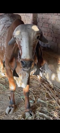 ગીર ગાય