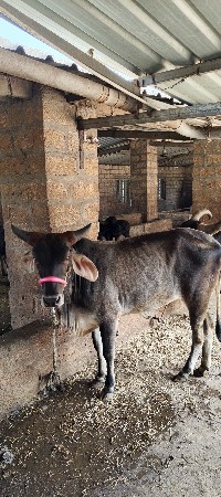 ગાય દેવાંની છે વોડકી