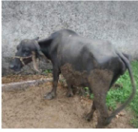 ભેંસ વેચવાની છે