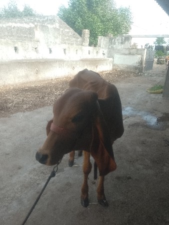 વરહદિનો