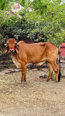 ઓડકી વેચવાની છે